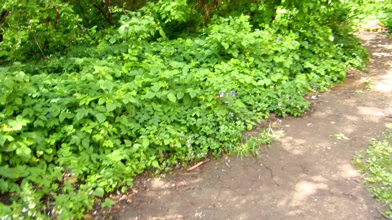 Аптека На Рощинской В Гатчине