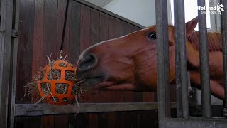 Hay Slow Feeder Fun & Flex - Horse