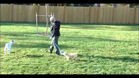 When Whippets & Goldendoodles Help with Yardwork!