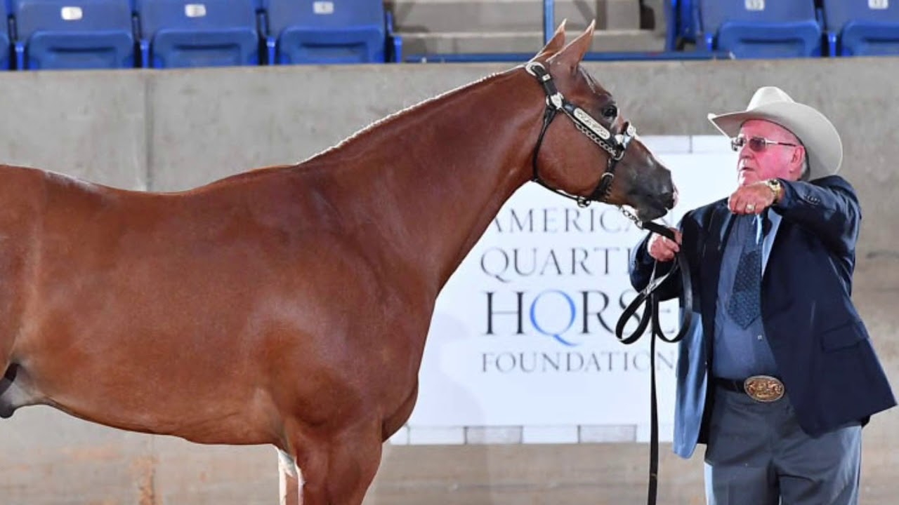 2018 Aqha Select 2 Year Old Geldings Youtube