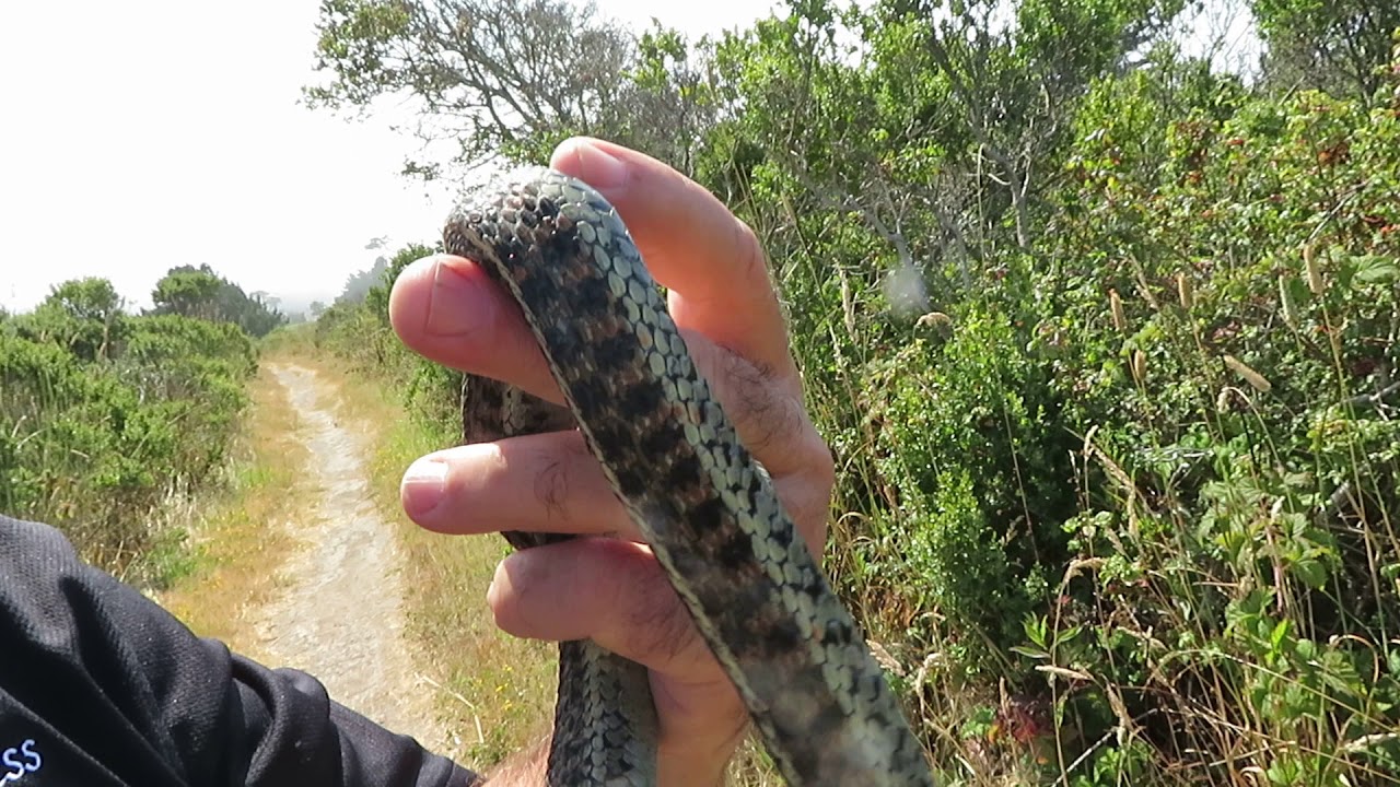 rat snakes in alabama Brian Gundy Gives Class On How Not To Get Bit By Wild Snakes