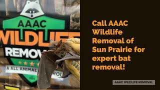 Bat Removal Sun Prairie | Madison Wisconsin | 608-770-7600