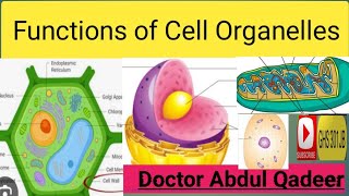 short story of cell #ghs #school #science #education سیل کی کہانی