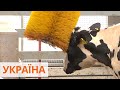 Коровы из Дании. В Житомирской области построили современную ферму