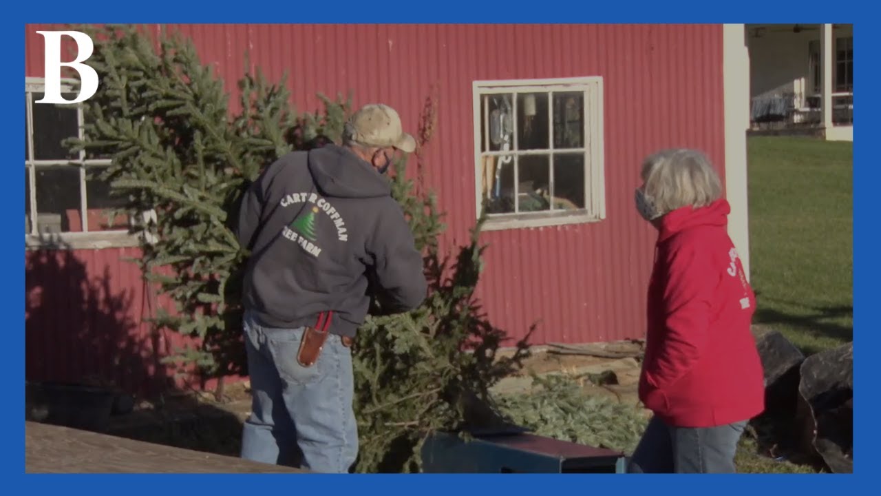 Local Christmas tree farms in Harrisonburg prepare for the holidays
