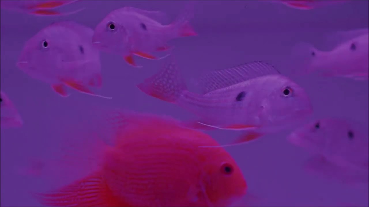 우효 (Oohyo) 뻔한 치킨 (Butter Chicken) han/eng lyrics YouTube