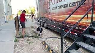 Details CKC Masters Scent Detection Exteriors - Seeker (NQ) News