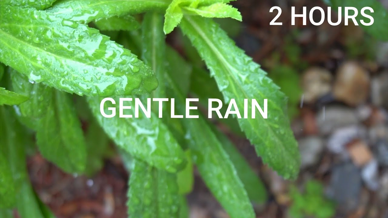 Ver 2 HOURS GENTLE RAIN SOUNDS FOR SLEEPING | SOOTHING AND PLEASING SOUNDS no YouTube Ver 2 HOURS GENTLE RAIN SOUNDS FOR SLEEPING | SOOTHING AND PLEASING SOUNDS no YouTube