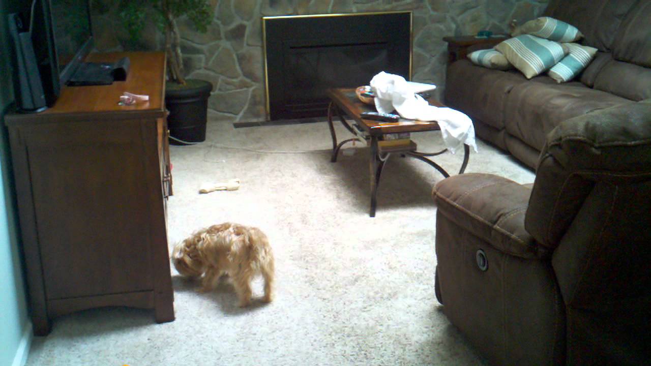 Ghost Scares Dog on Camera - YouTube