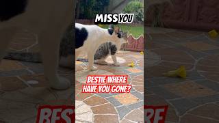 Puffpuff is missing you #cat