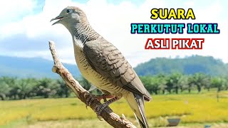 Bunyi Burung Merpati Tempatan Paling Berkuasa untuk Memikat
