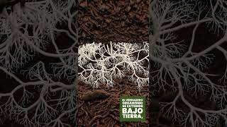 🌿 El Micelio: La Red Subterránea de los Hongos 🍄