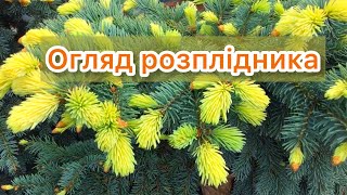 Огляд РОЗПЛІДНИКА. Хвойні, хости, рододендрони. 🌿🧡 Ціни на рослини.