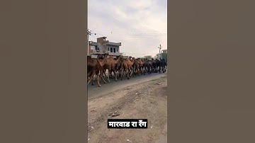 मारवाड रा रँग #shorts #viral #trending #learnwithrajani #rajanisaini