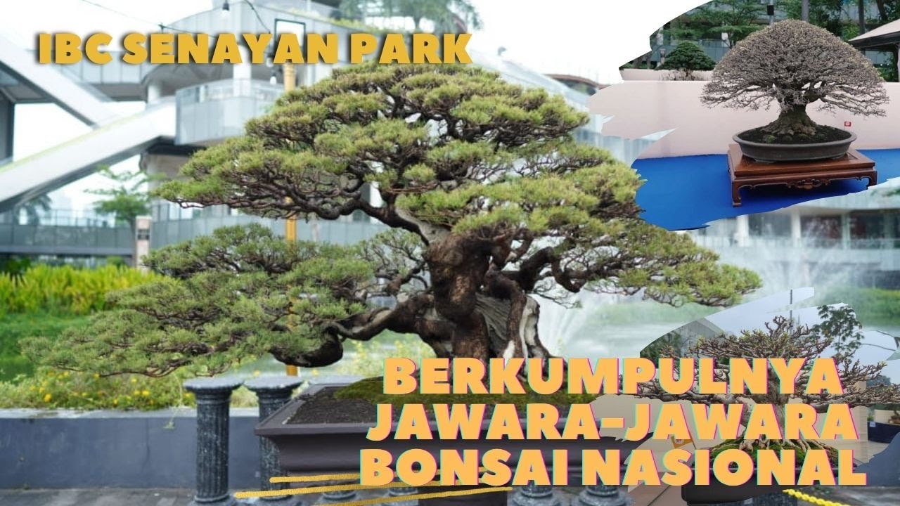 PAMERAN BONSAI NASIONAL IBC SENAYAN PARK JAKARTA #IBC #THEANDERSONS