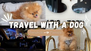 Travel with a dog | Pomeranian traveling | Bangkok to Pattaya | Part 2.1