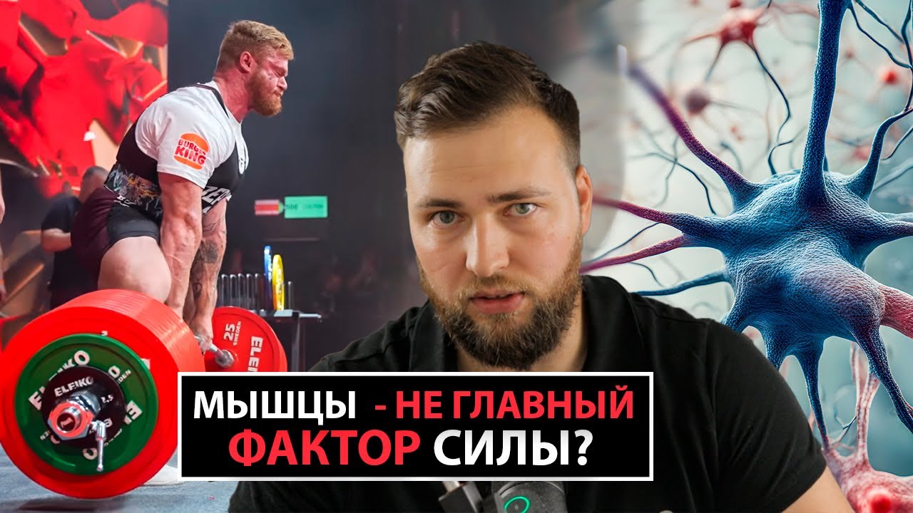 МЫШЦЫ - НЕ ГЛАВНЫЙ ФАКТОР СИЛЫ?