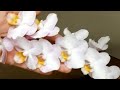 Орхидея САКУРА.Вредная орхидея.Как я добилась ее цветения