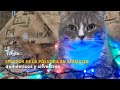 Efectos de la pólvora en animales domésticos y silvestres - TvAgro por Juan Gonzalo Angel