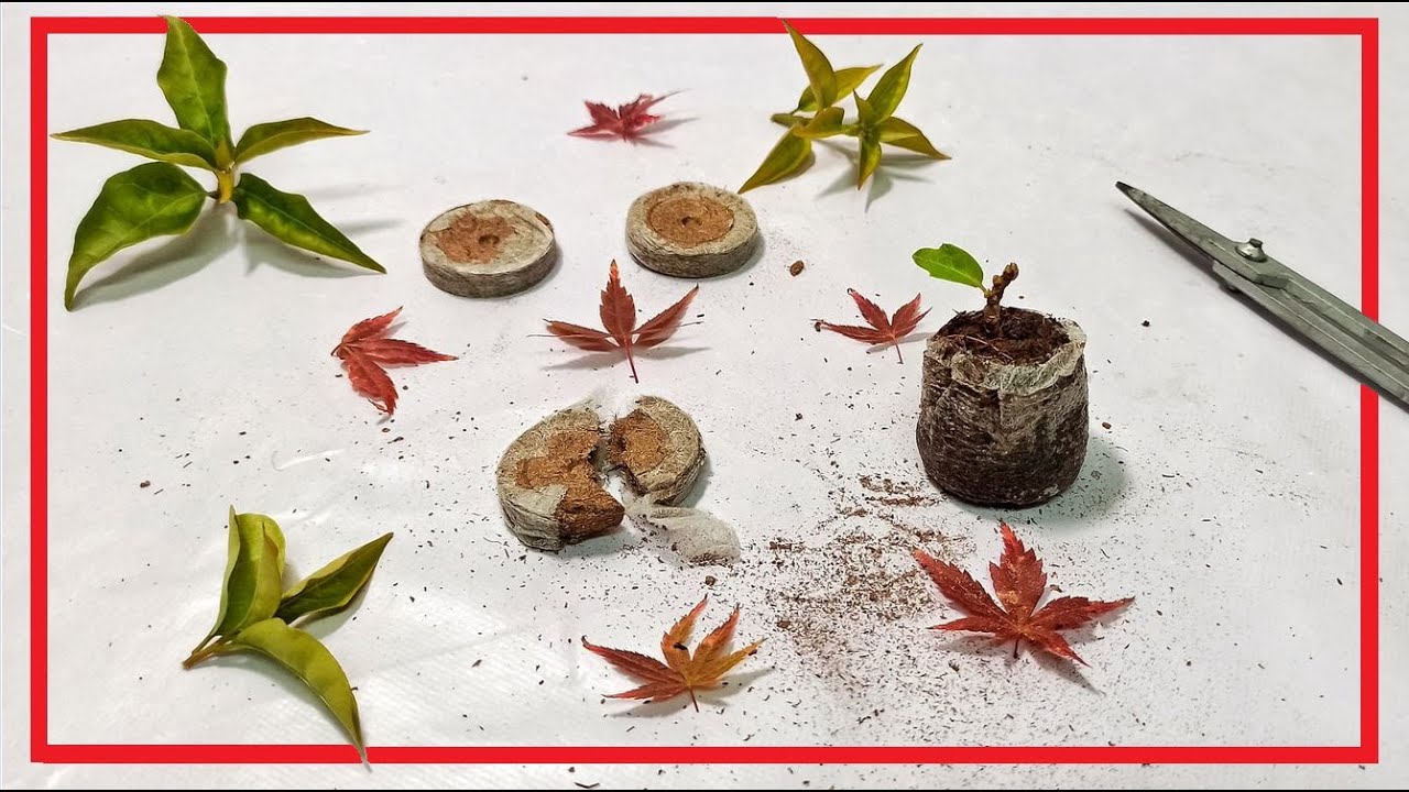 Jiffys, el semillero 🌱ECOLÓGICO 🌱 4K