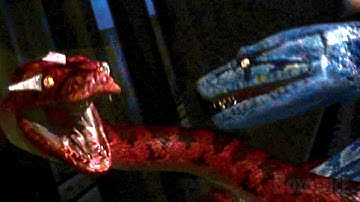 Boa VS Python | Lotta completa