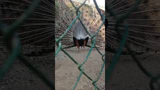 Peacock @ Baluarte Vigan, Ilocos Sur