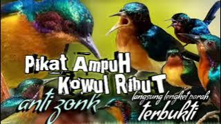 suara pikat kowul ribut paling ampuh || suara pikat burung Kolibri wulung ribut anti zonk