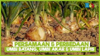 Fun Facts: Similarities and Differences Between Stem Tubers, Root Tubers, and Bulb Tubers