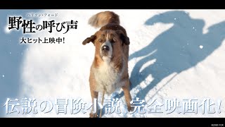 映画『野性の呼び声』TVCM１５秒【最強の相棒】編　大ヒット上映中