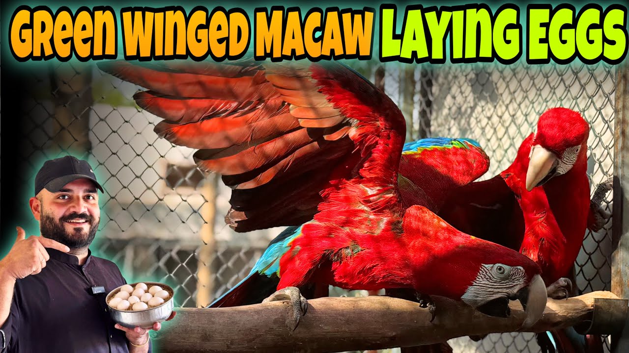 Green Winged Macaw Laying Eggs | Rare Breeding Moment at My Farm 🥚🦜