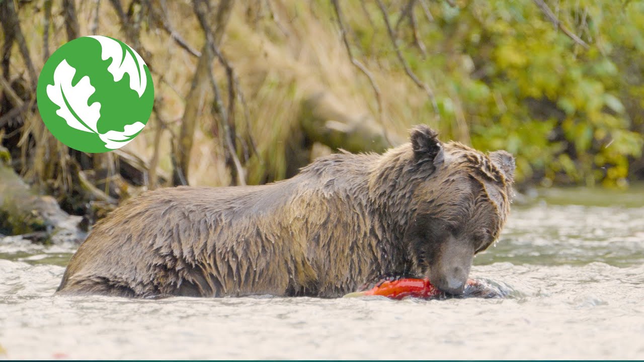 Bristol Bay, Alaska: America’s Salmon Stronghold at Risk