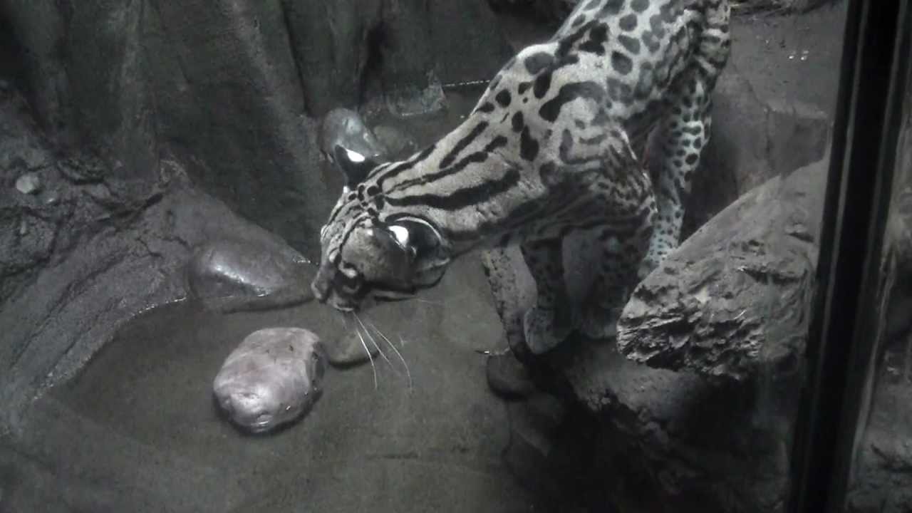 Ocelet Teaches Spanish