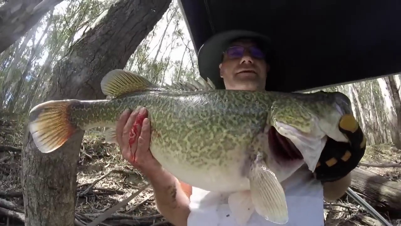 Catch Clean Cook Murray Cod ( 70cm ) - YouTube