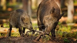 Куршсая коса дикий кабан - Corssa spit of wild boar