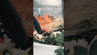 Famous आखिर कैसे हुई थी? ओशो की मौत🤯 | Osho death Mystery | #shorts Wealth