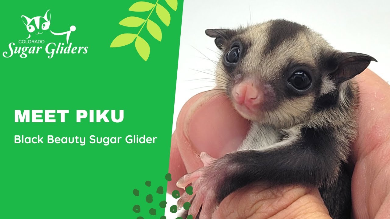 Shop black beauty sugar glider New Arrivals Sugar Gliders Colors Carmino  Ring Tail Mosaic Leucistic and more, image size:1280x720