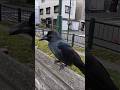 野生を忘れた、野生のカラス #かわいい