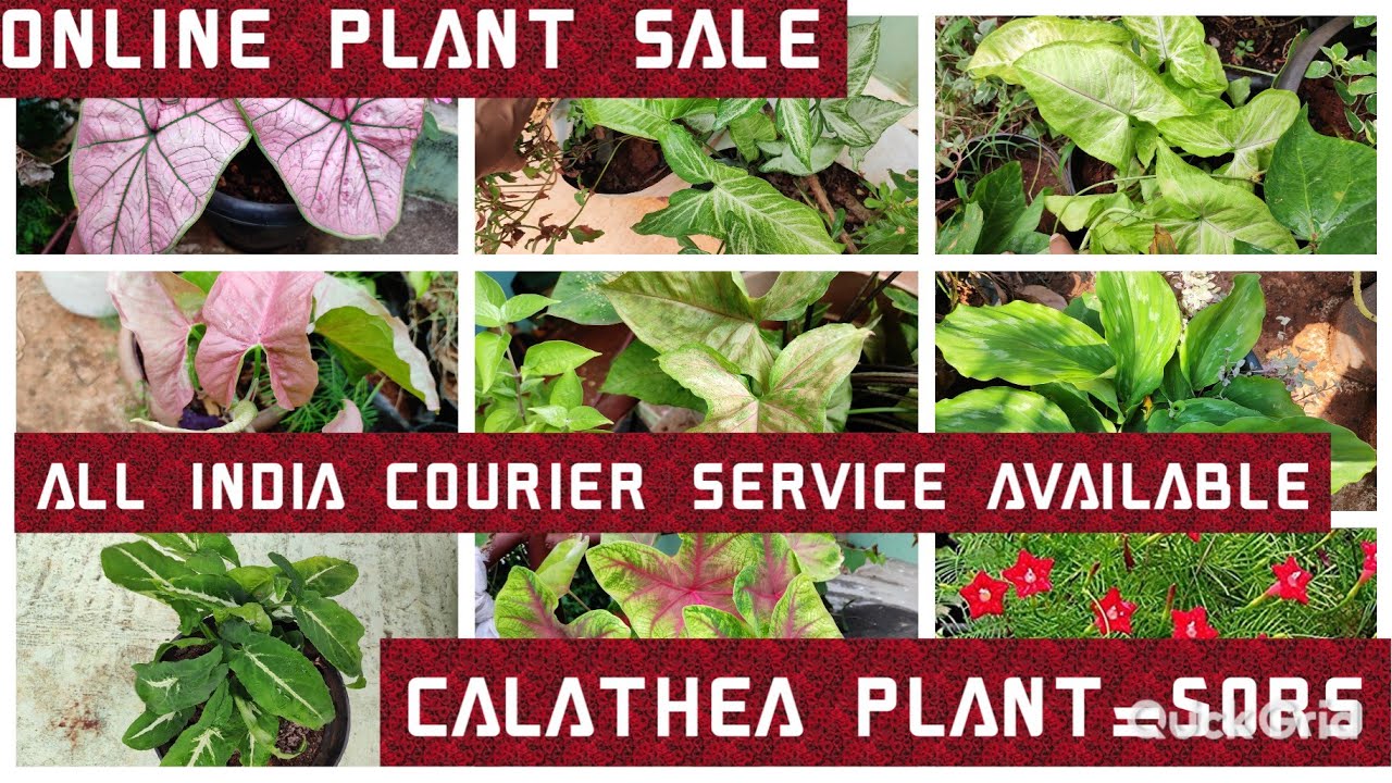 Online plant sale/ Thai variety caladium/ calathea -( Rs=50),x-mas caladium= 40rs.