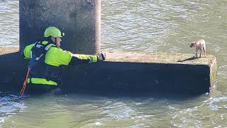 Houston firefighters rescue Chihuahua from under bayou bridge at Botanic Garden