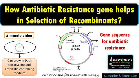 How do Antibiotic Resistance Genes function as selectable marker or helps in transformant selection?