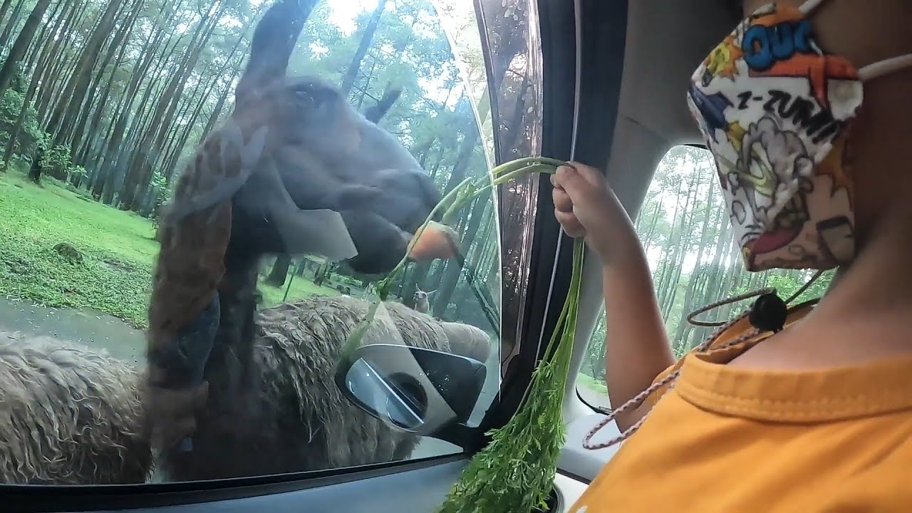 wisata-edukasi-di-taman-safari-surabaya-kakak-naklan-ngasih-makan