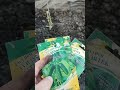 Пропала рассада огурцов 🥒 не беда, берем семена и пресаживаем🤗