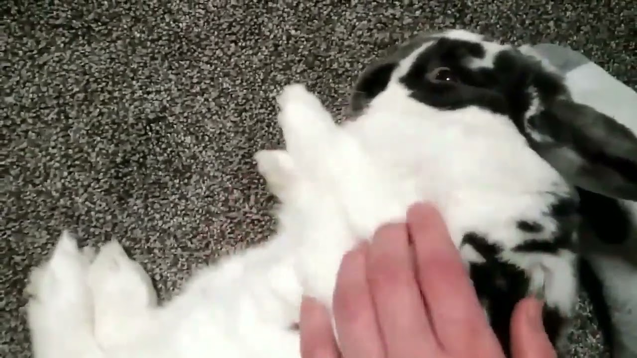 Bunny belly rubs