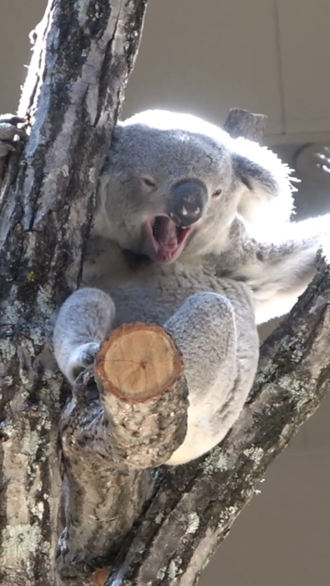 おもしろコアラⅩ【FunnyKoalaⅩ】 - YouTube