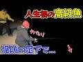 夜の堤防で狙いと違うまさかの高級魚が喰い付いた！！