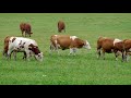 1 hour happy piano music   relaxing farm animal sounds   