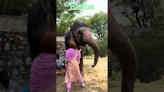 Elefun Elephant Ethical experience in Jaipur #jaipur #elephant #elephantlove #jaipurelephant