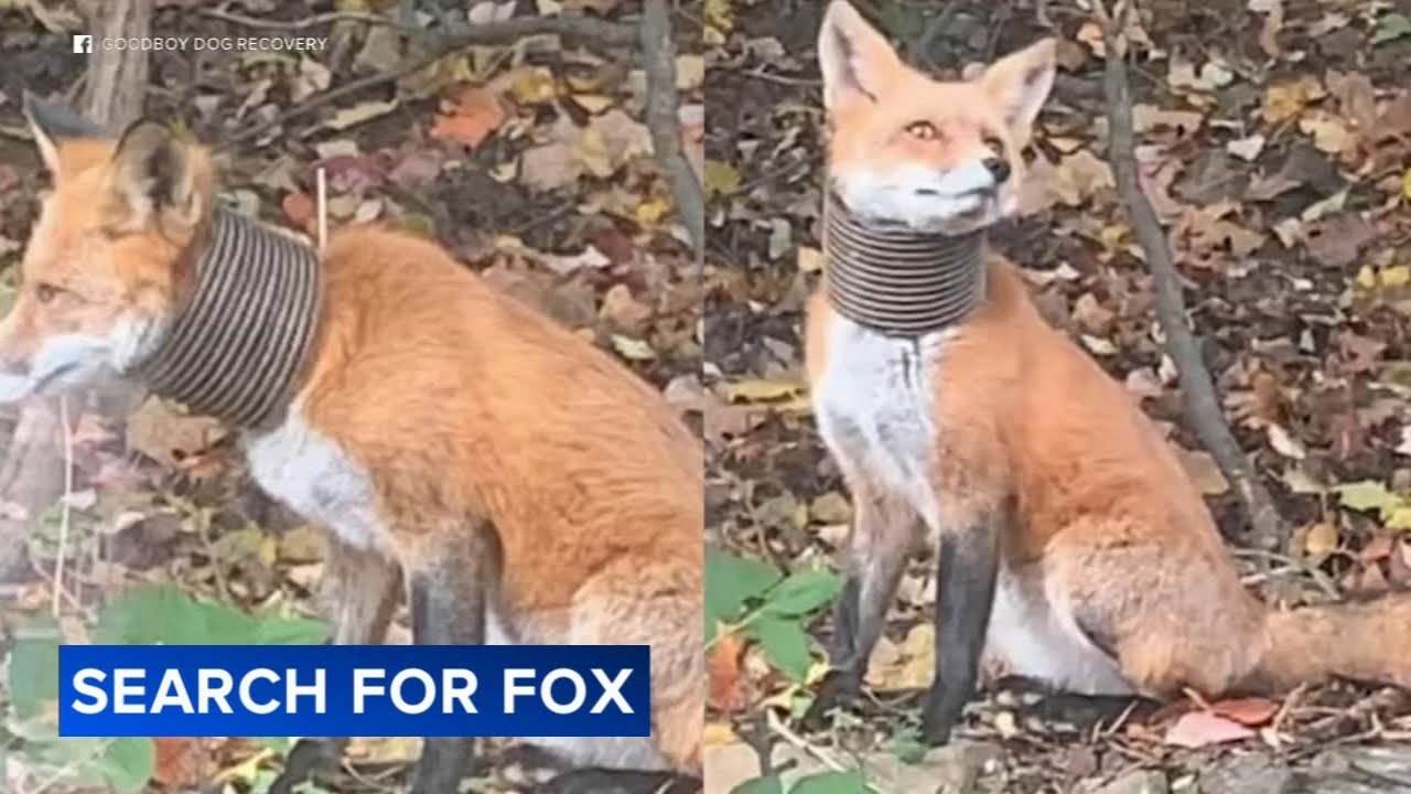 Fox with plastic tube stuck around neck sparks concern YouTube