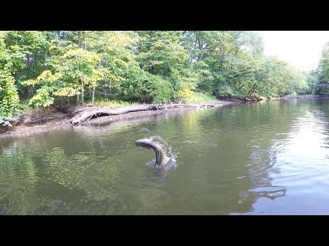 Big Pike Goes AIRBORNE! Creek Fishing At It's Finest