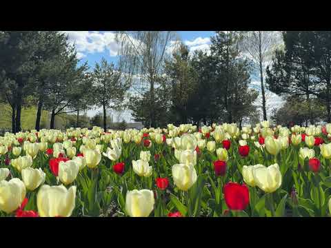 Тюльпаны в соснах 🌷🌲Пение птиц, Лес, Звуки природы, Релакс, медитация - 2 часа 4К
